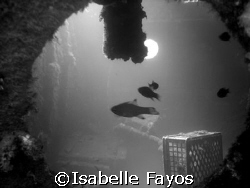 Ocean Diver. Wreck in Menorca by Isabelle Fayos 